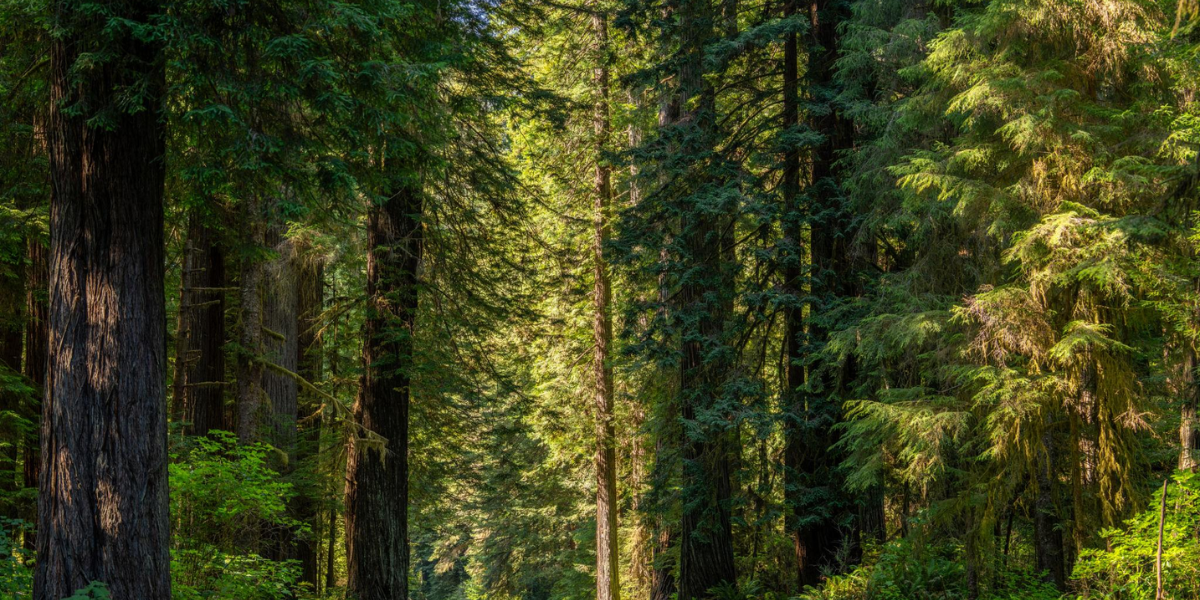 Towering redwood trees and scenic forest trails in Redwood National Park, California